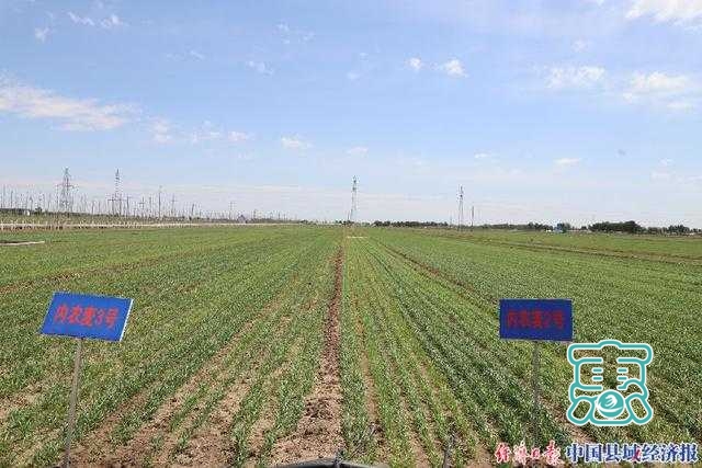 内蒙古开鲁县：推动农牧业现代化产业化规模化发展-1.jpg