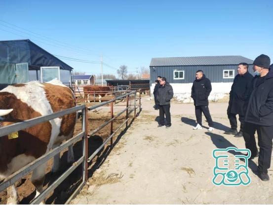 通辽市农牧局到科左后旗督查科尔沁肉牛特色产业集群项目-2.jpg