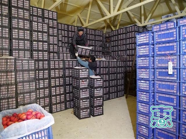 内蒙古开鲁县：果品“冷处理”带来增收“热效应”-1.jpg