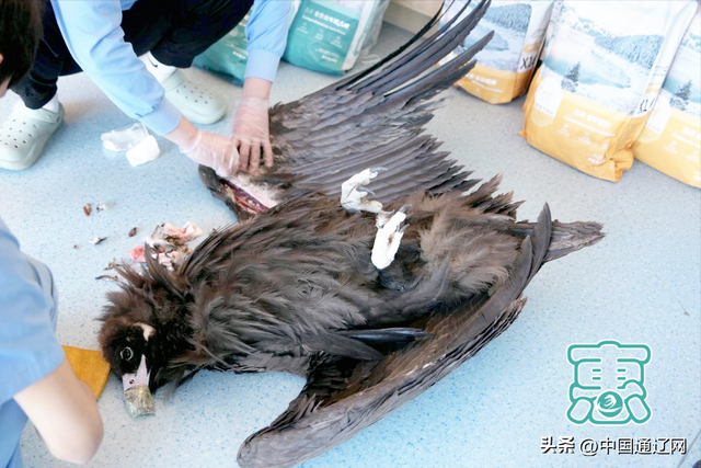 扎鲁特旗环食药侦大队救助一只国家一级重点保护动物秃鹫-2.jpg