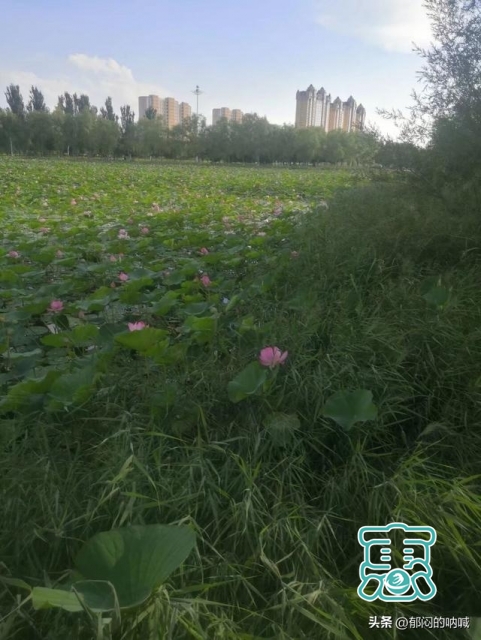 我的城事3——辽河公园通辽市的靓丽风景线-12.jpg