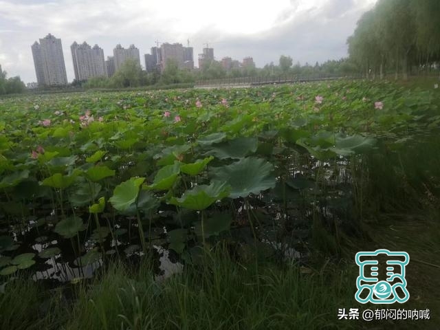 我的城事3——辽河公园通辽市的靓丽风景线-18.jpg