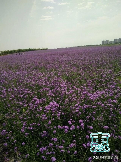 我的城事3——辽河公园通辽市的靓丽风景线-20.jpg
