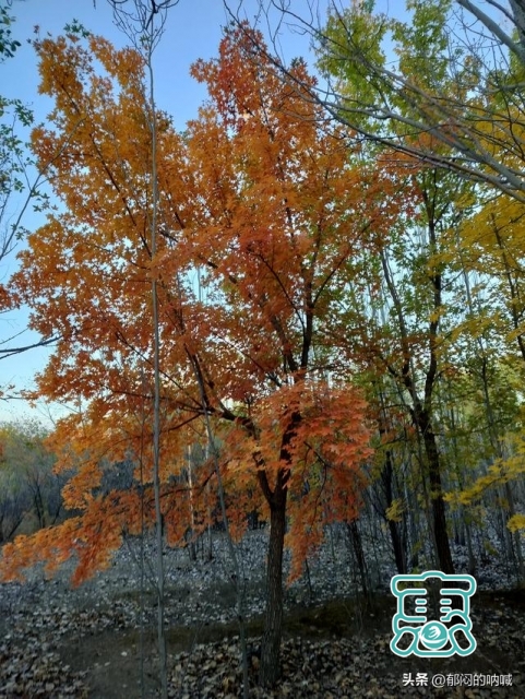 我的城事3——辽河公园通辽市的靓丽风景线-44.jpg