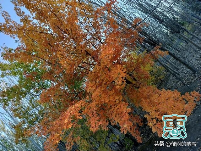 我的城事3——辽河公园通辽市的靓丽风景线-46.jpg